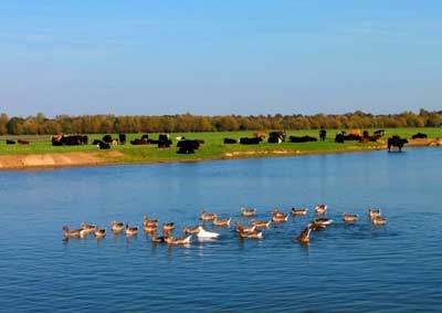 Cattle-on-Port-Meadow-with-waterfowl-in-Thames