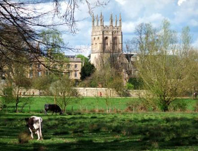 Cows-on-Christ-Church-Meadow