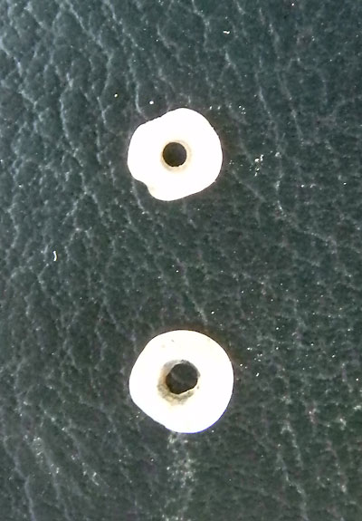 Two small shell beads from the water-screened material.