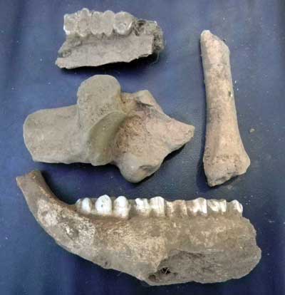 A selection of bones from one of the midden units.