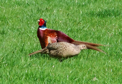 Wild-Pheasants-in-Oxford