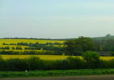 Yellow-Fields-may-2012