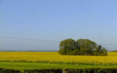 Yellow-field-on-way-to-London