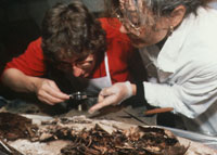 Conservators Terri Schindel and Betty Seifert sort through organic debris inside the lead coffin. Sprigs of rosemary and preserved silk ribbons were discovered.
