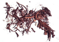 Preserved rosemary sprigs from coffin. Rosemary is known as the herb of remembrance.