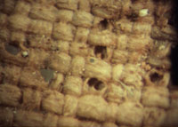 A magnified image of preserved weave showing that the fabric used for the burial shroud was of a linen weave.