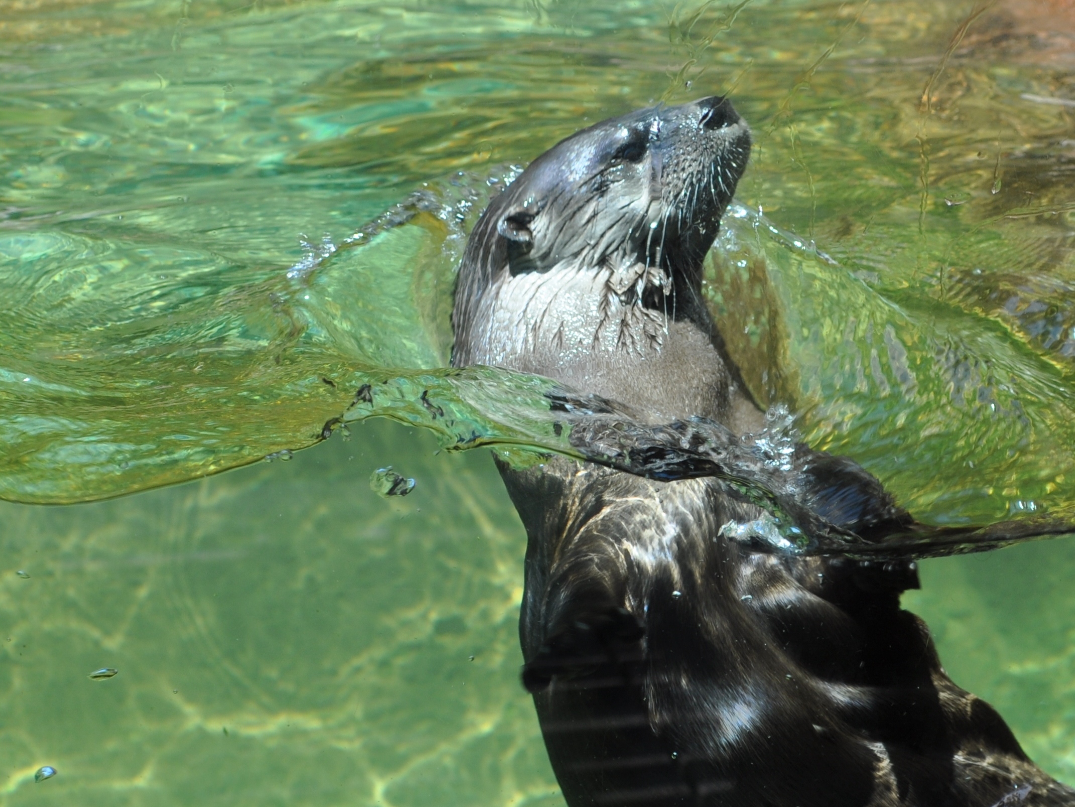 Calvert County Marine Museum Otter