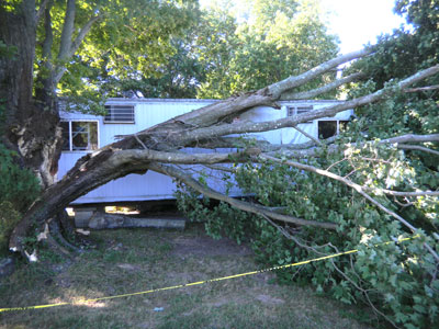Large tree fallen on the archaeology trailer.