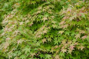 Leaves changing colors in Southern MD