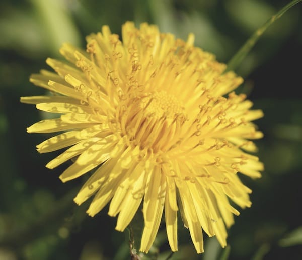 yellow-dandelion