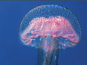 Jellyfish Southern MD